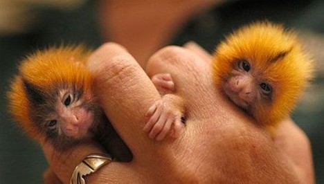 http://www.everythingmixed.com/wp-content/uploads/small-cute-animal03-468x266.jpg