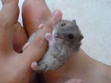 small-cute-animal05
