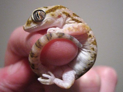 small-cute-animal07