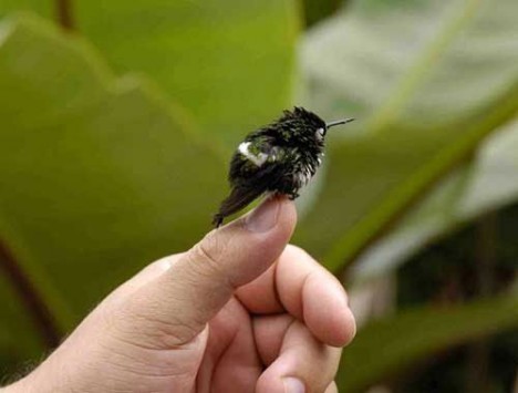 small-cute-animal08