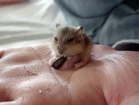 small-cute-animal10