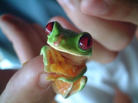 small-cute-animal11