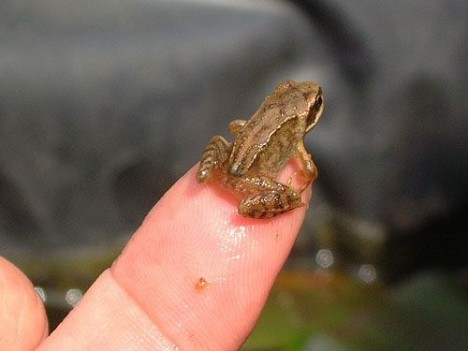 small-cute-animal13