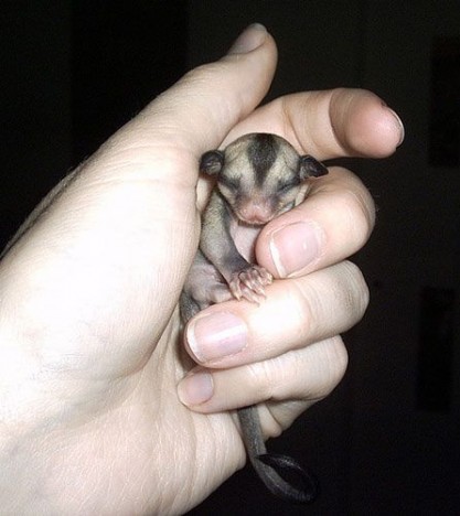 small-cute-animal14