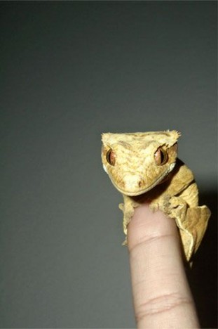 small-cute-animal15