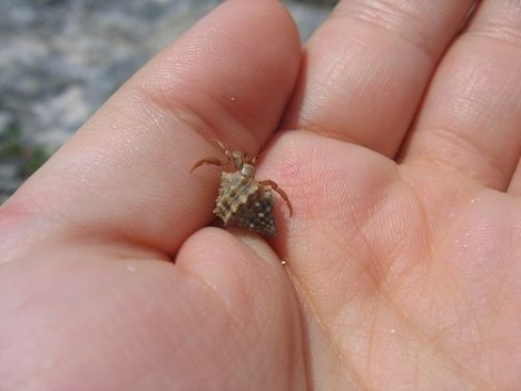 small-cute-animal18