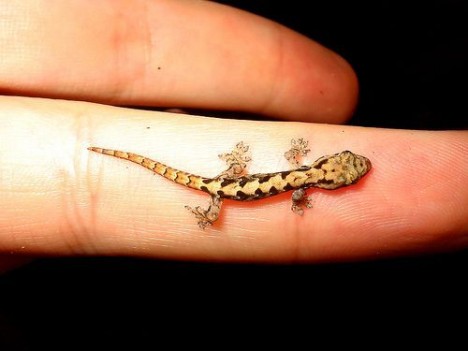 small-cute-animal19