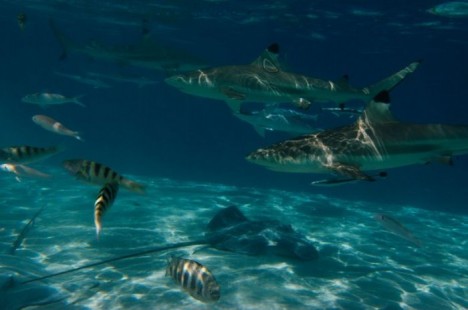 tahiti08