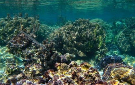 tahiti09