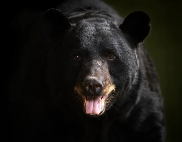 Atlas Bear