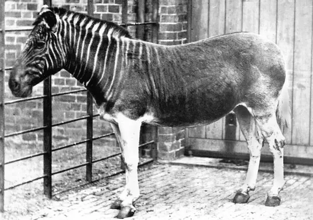 Quagga extinct animal