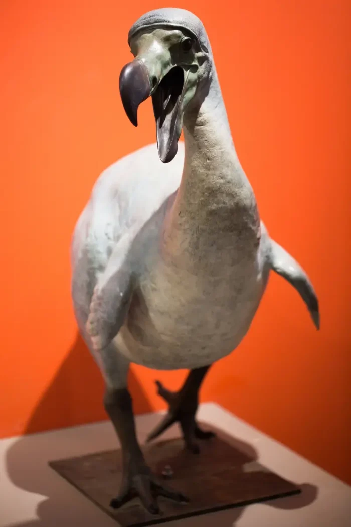 dodo bird