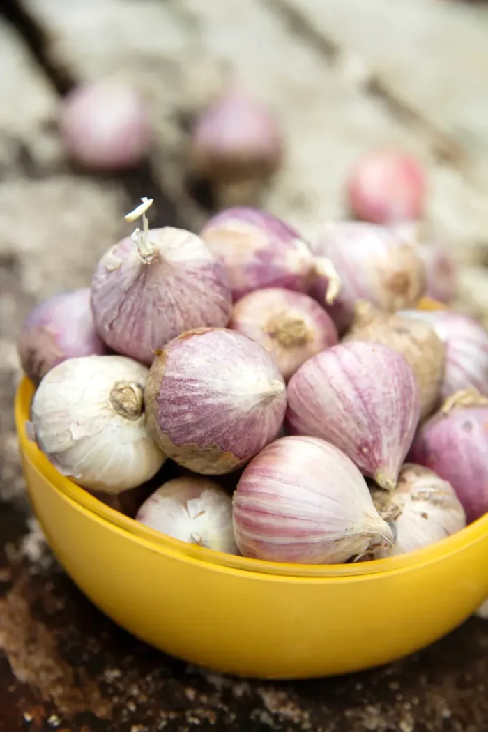 purple garlic in plastic container