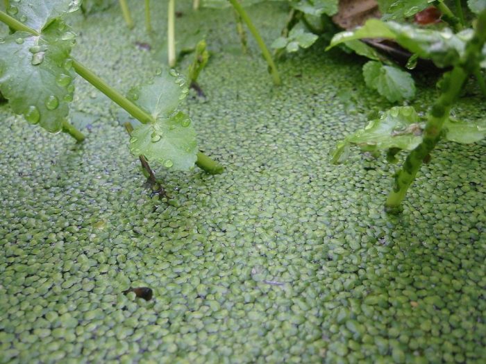 duckweed