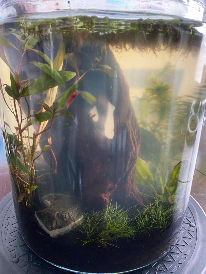 jarrarium with shrimp