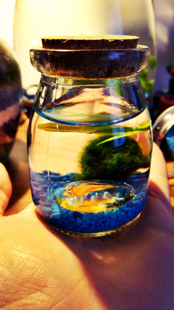 mini jarrarium