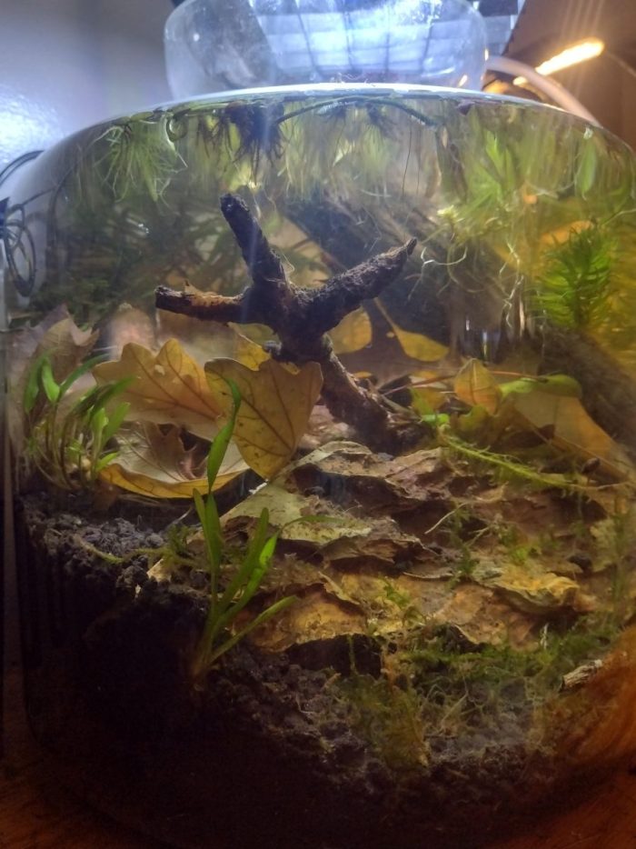 plants only jarrarium
