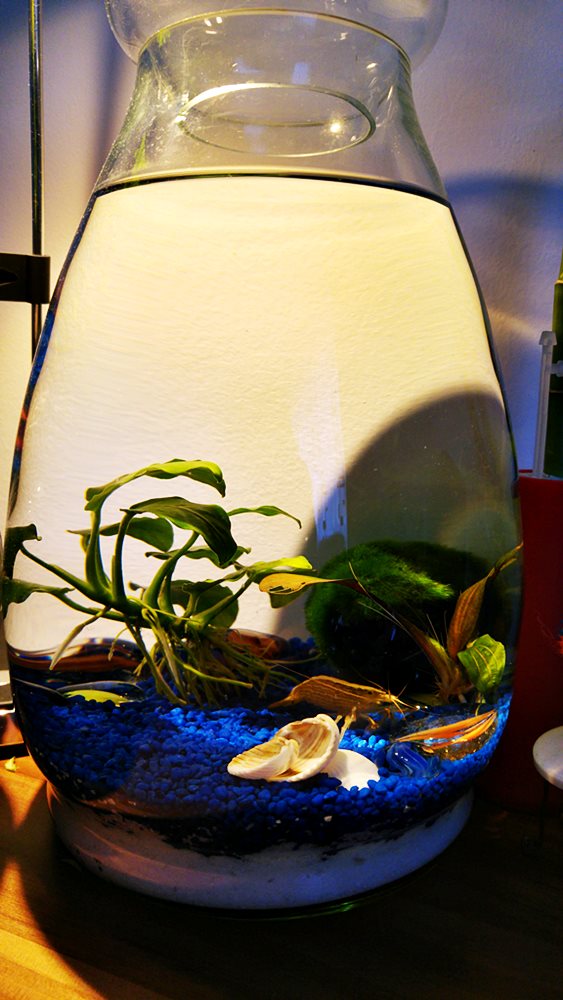 small jarrarium with shrimp