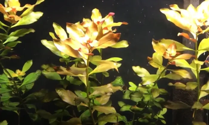 Ludwigia repens