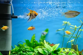 aquarium filter under water or not