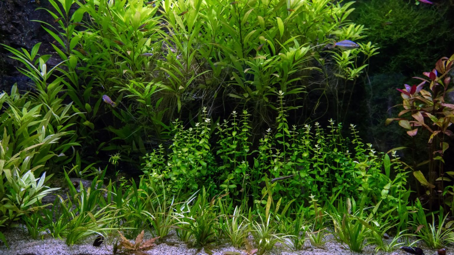 Best Cold Water Plants for Freshwater Aquariums