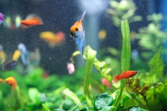 green algae in aquarium