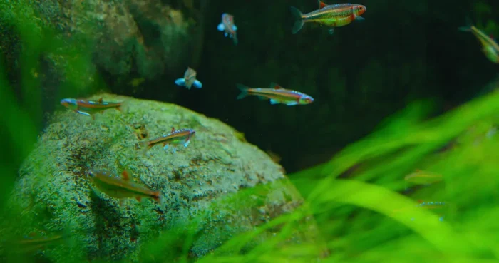 green algae on decorations in aquarium