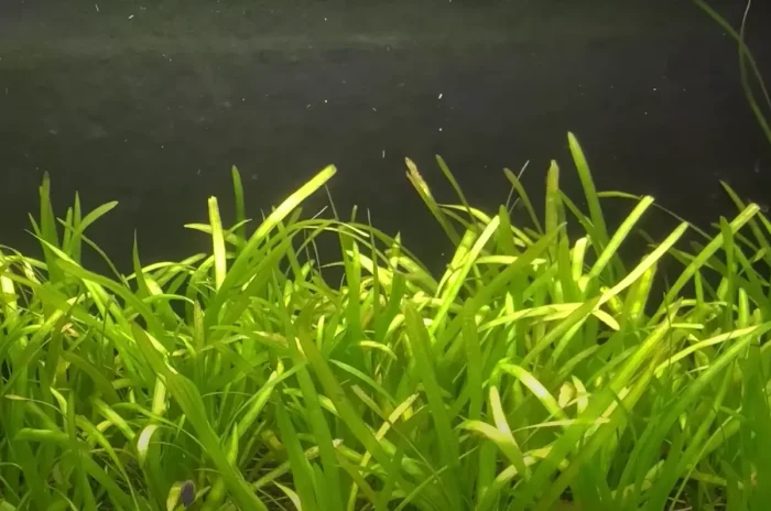 vallisneria