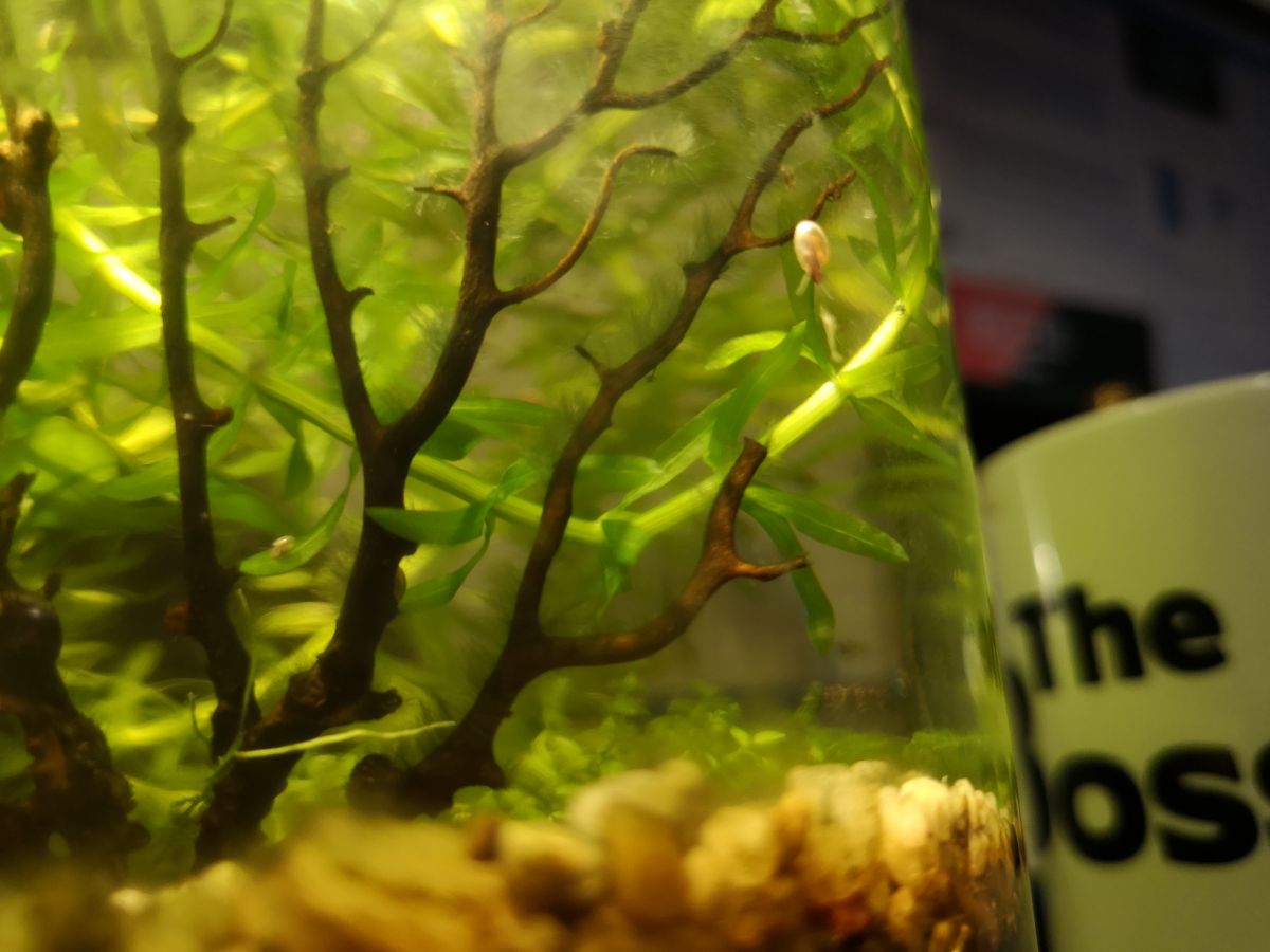 Close-up photo of the blog author's jarrarium
