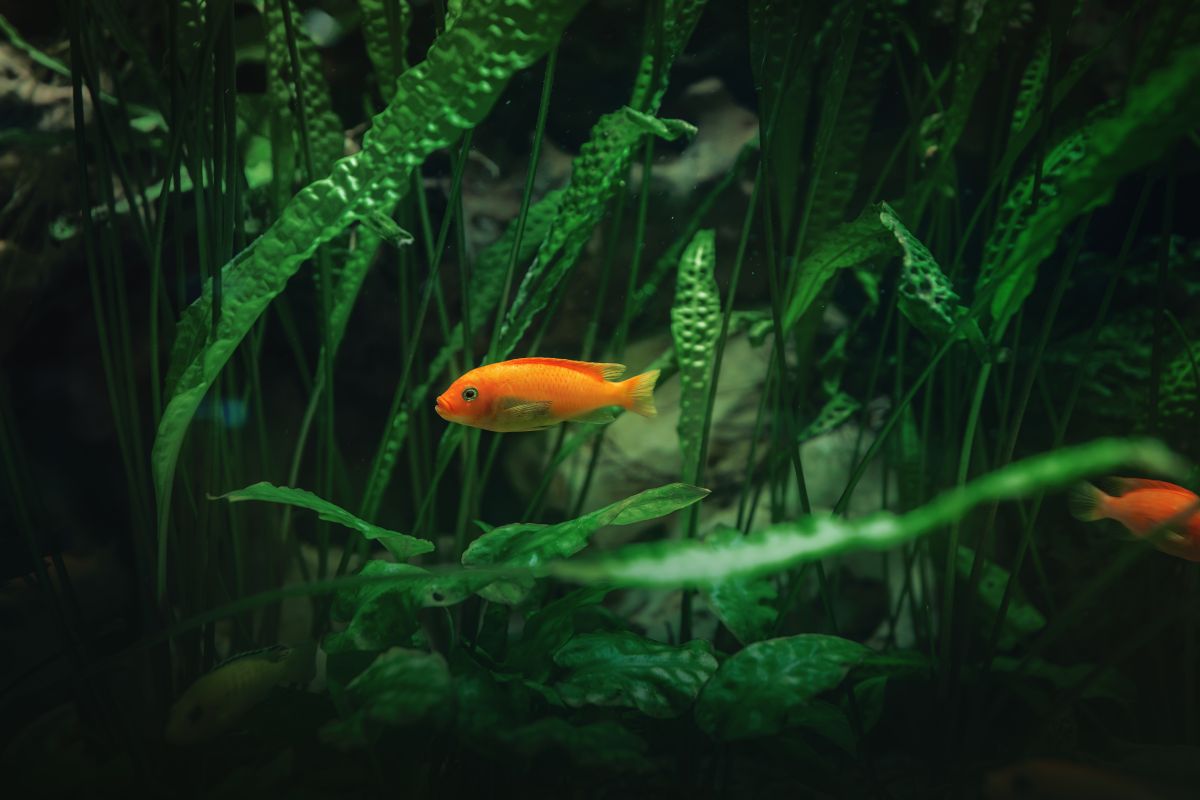 Planted Goldfish Aquarium Setup Guide: Step by Step