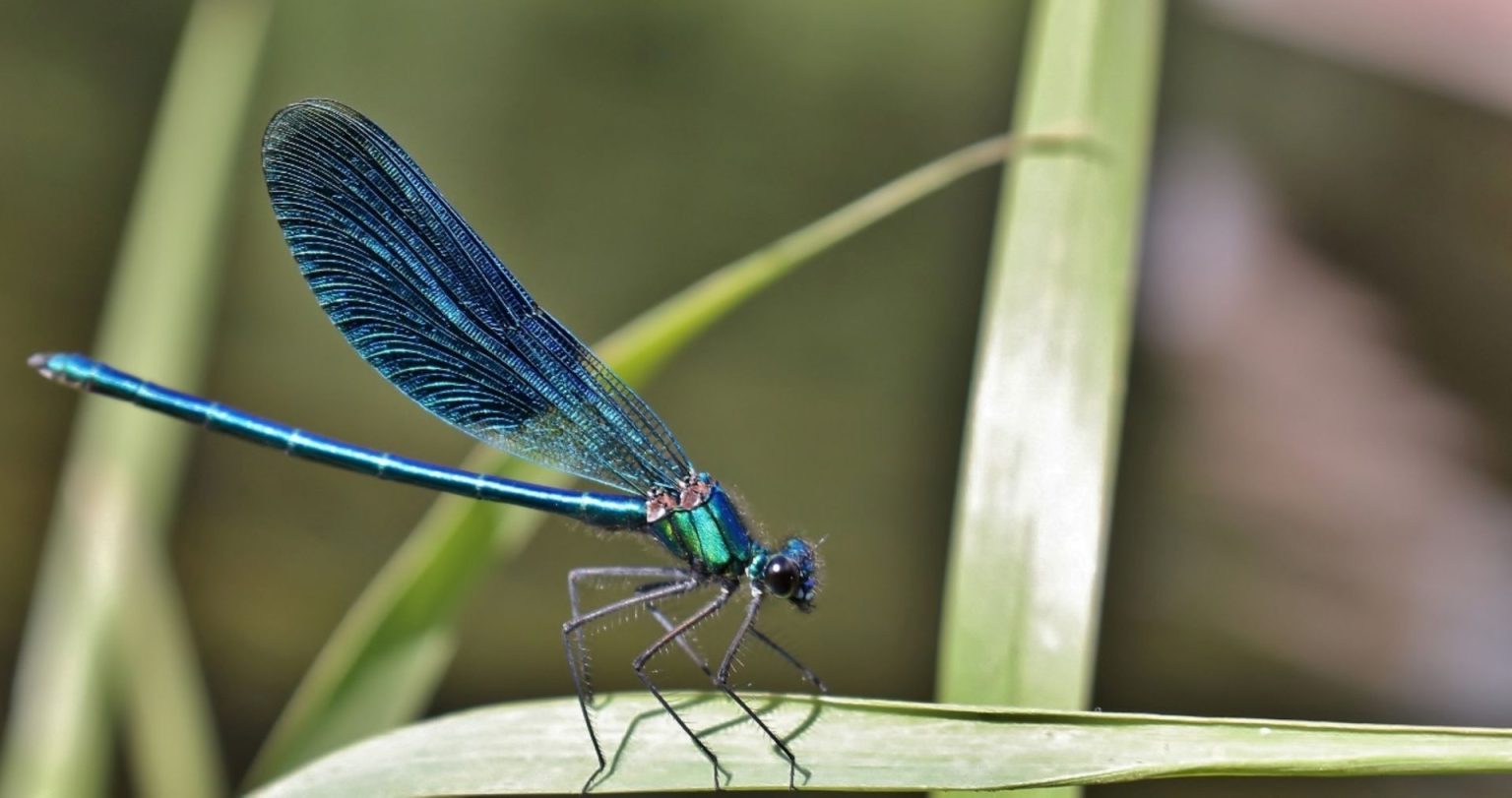 The Meaning of a Blue Dragonfly Exploring the Symbolism and Cultural