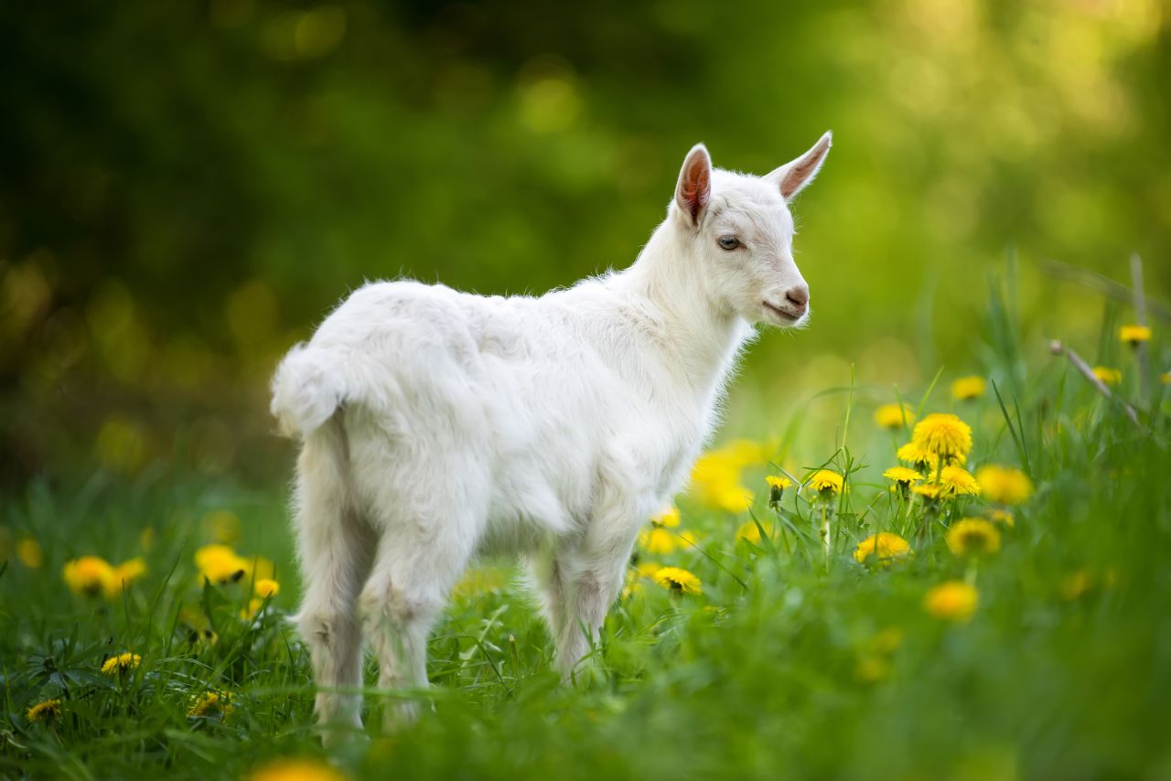 Goat Symbolism and Spiritual Meaning FULL Guide