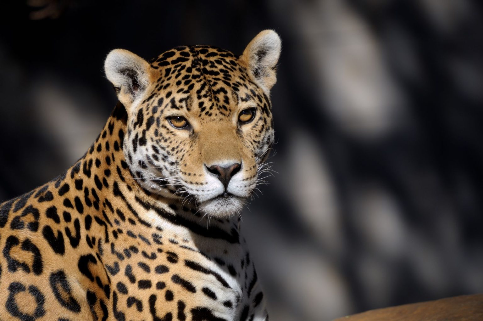 Jaguar Symbolism and Spiritual Meaning FULL Guide