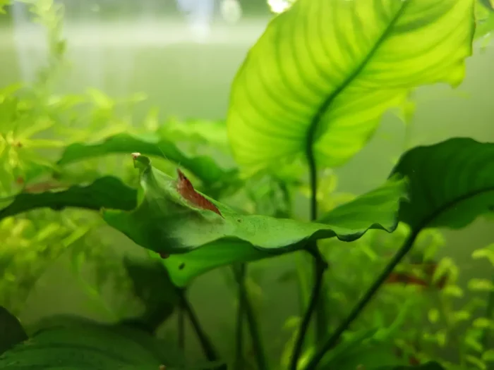Shrimp in my large Jarrarium