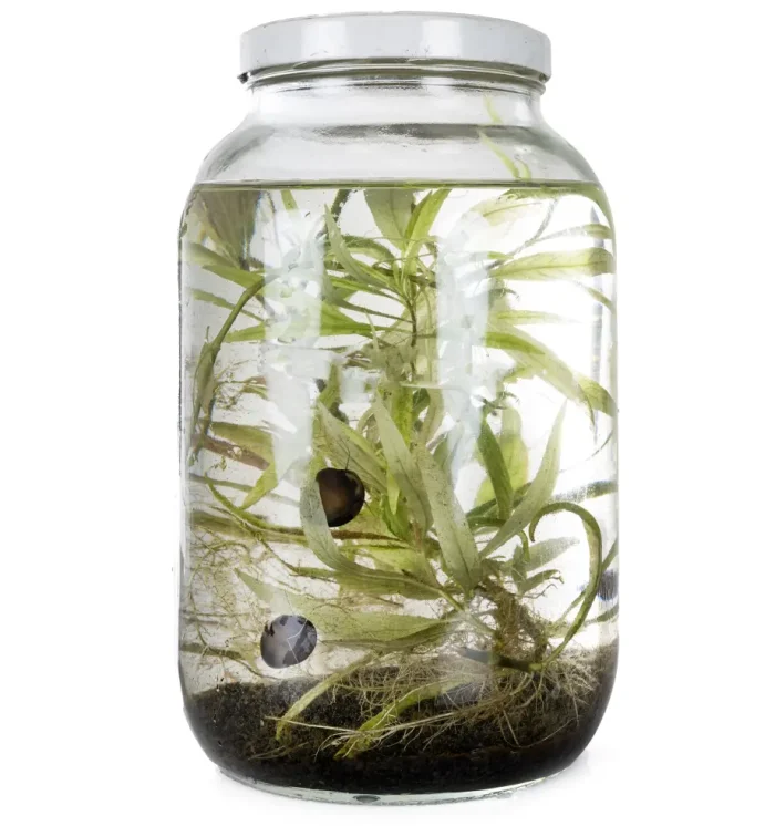 a basic jarrarium