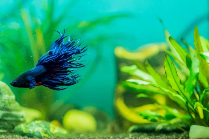 betta fish in a jar