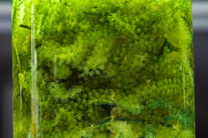 plenty of plants in a jar
